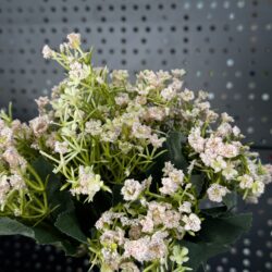 Букет гіпсофіли CV22114