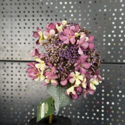 Гортензія галузка CV23581