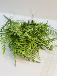 Букет папороть CV38954